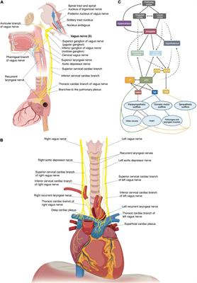 Closed-Loop Vagus Nerve Stimulation for the Treatment of Cardiovascular Diseases: State of the Art and Future Directions